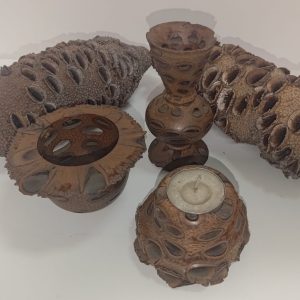 Banksia Pods