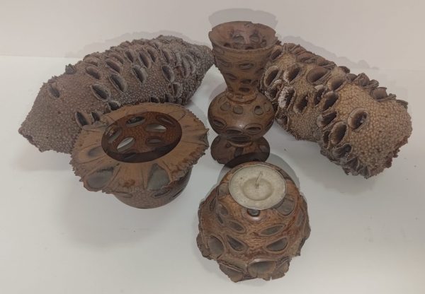 Banksia - Image 2
