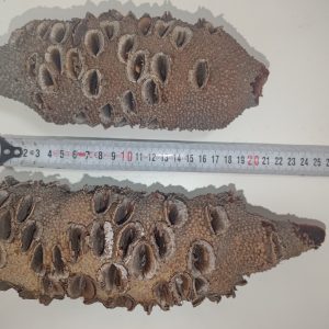 Banksia