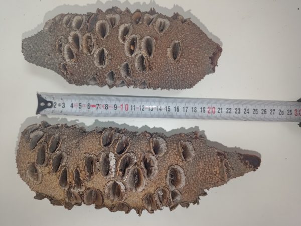 Banksia