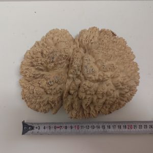 Mallee Burls - Category "A"