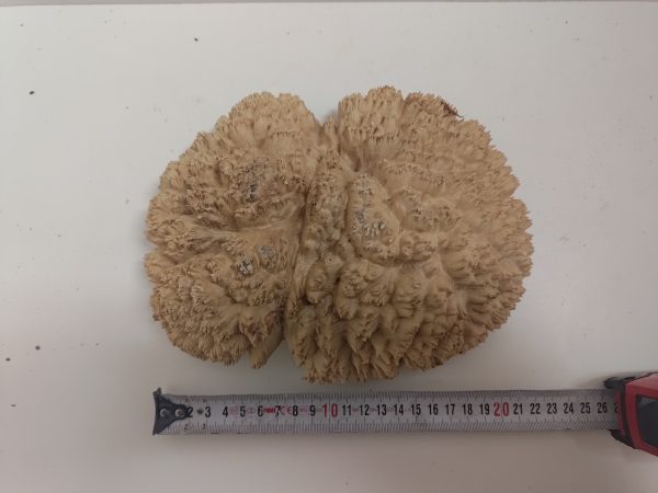 Mallee Burls - Category "A"