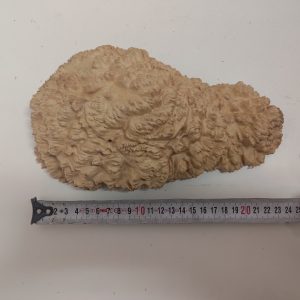 Mallee Burls - Category "B"