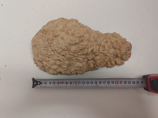 Mallee Burls - Category "B"