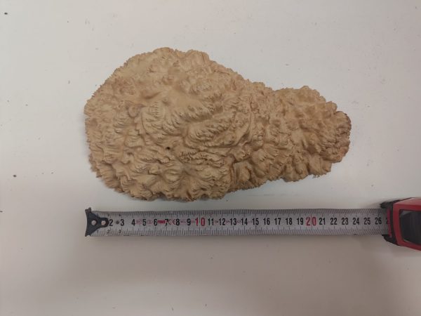Mallee Burls - Category "B"