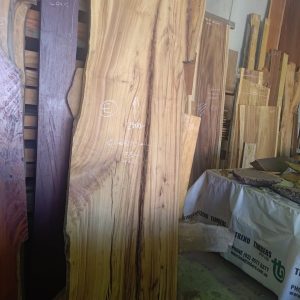 Slab E - Camphor Laurel