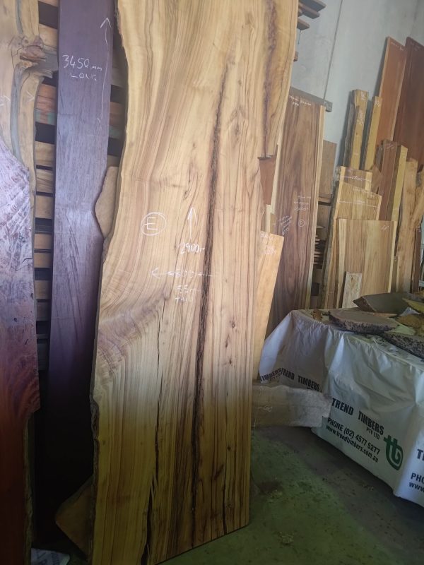 Slab E - Camphor Laurel