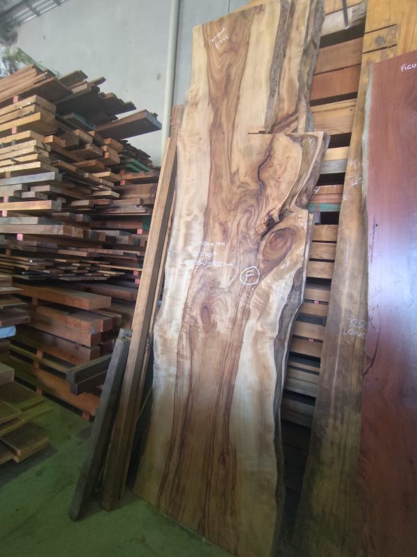 Slab F - Camphor Laurel - Image 2
