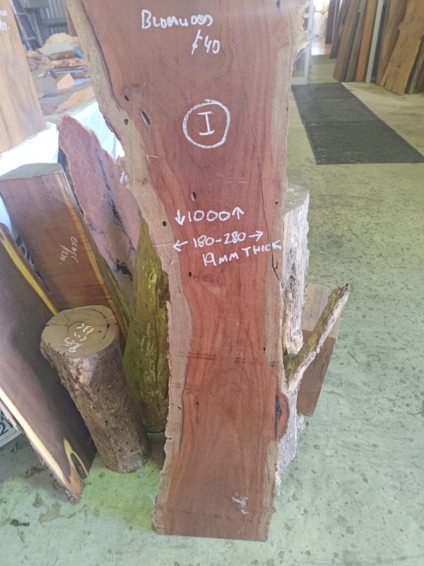 Slab I - NSW Bloodwood