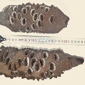 Banksia