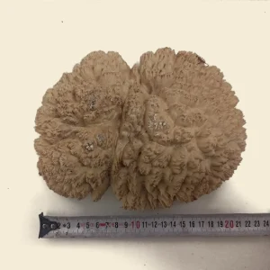 Mallee Burls - Category "A"