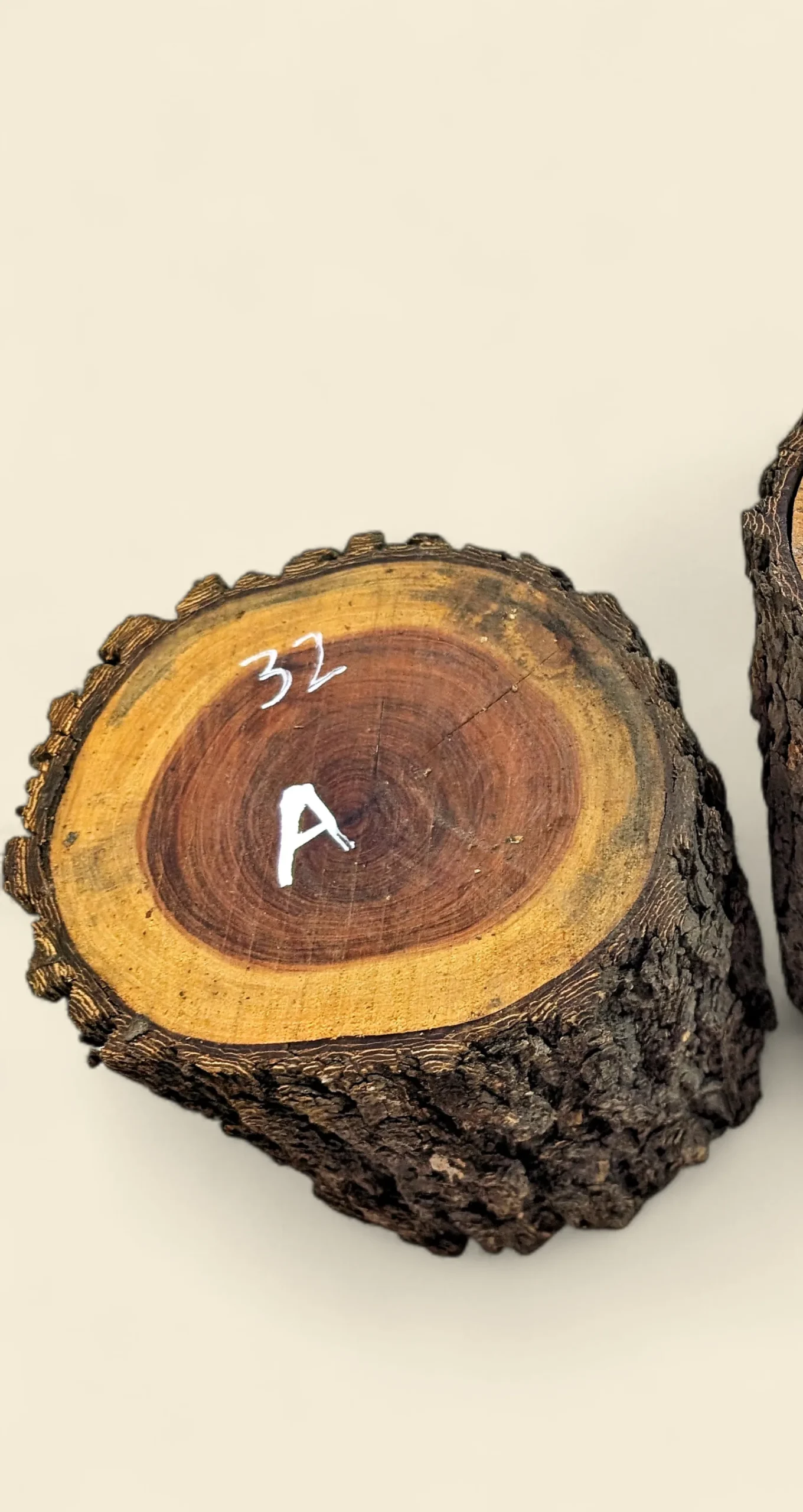 Red Lancewood turning log chalk-marked 32A, natural round with bark, the exact log supplied — Trend Timbers Reserve Selection