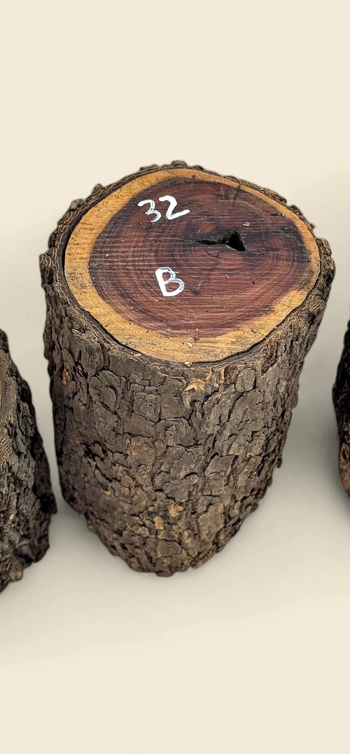 Red Lancewood turning log chalk-marked 32B, natural round with bark, the exact log supplied — Trend Timbers Reserve Selection