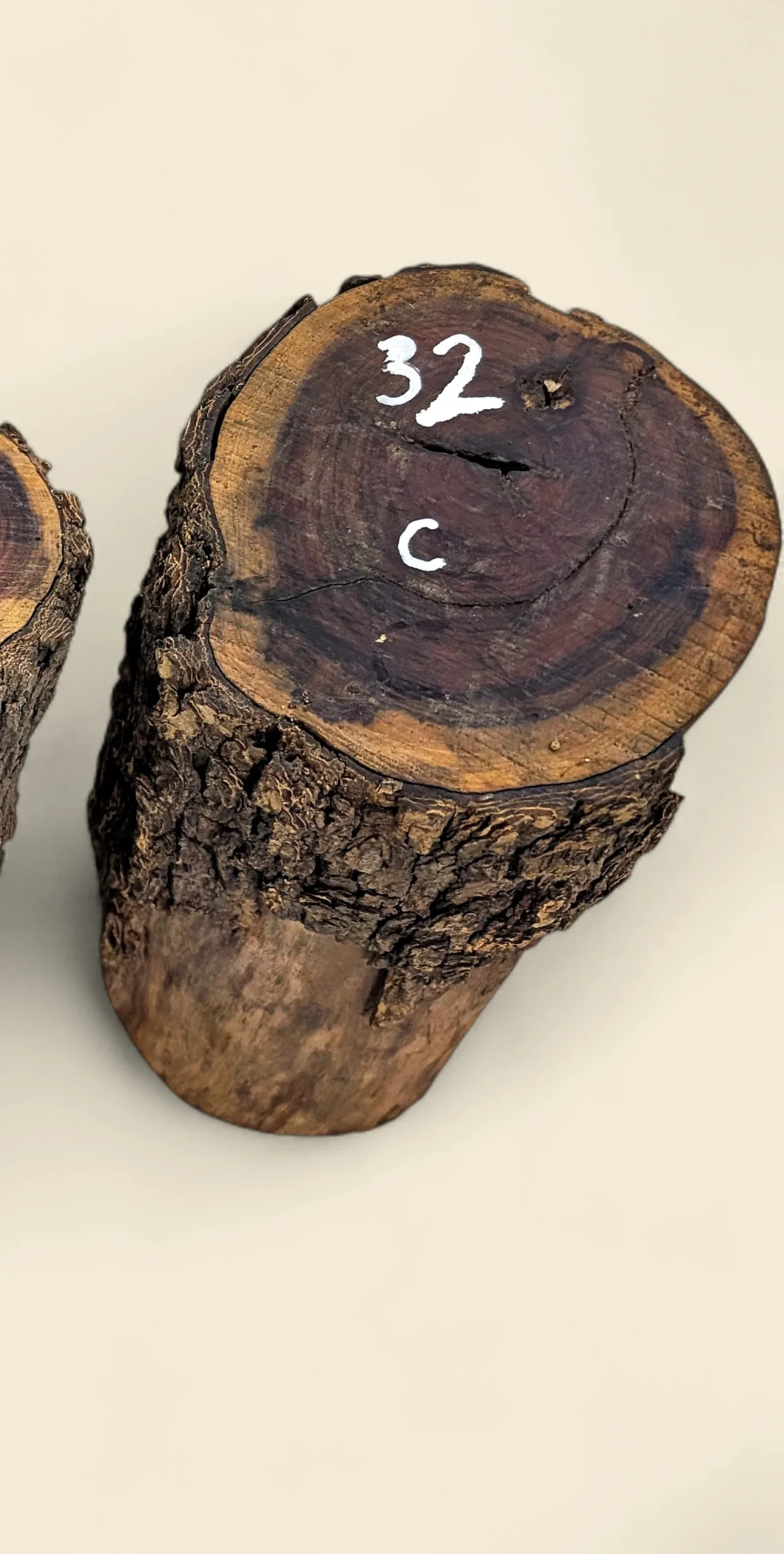 Red Lancewood turning log chalk-marked 32C, natural round with bark, the exact log supplied — Trend Timbers Reserve Selection