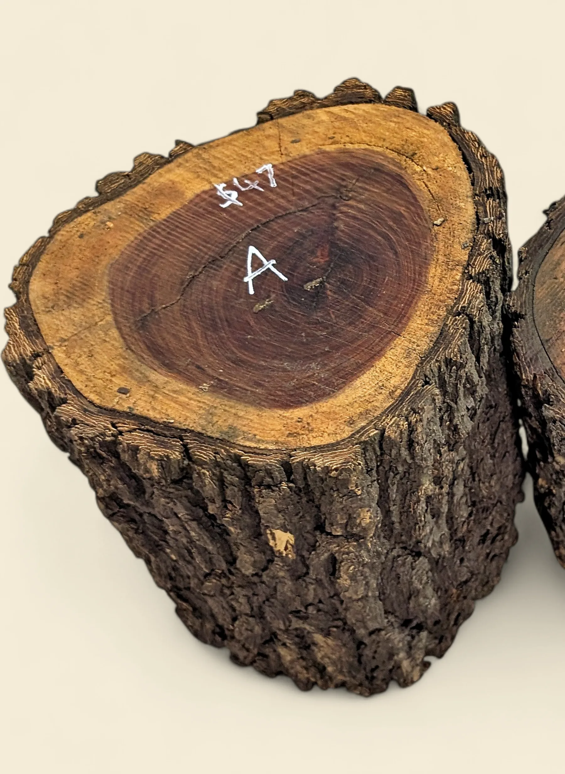 Red Lancewood turning log chalk-marked 47A, natural round with bark, the exact log supplied — Trend Timbers Reserve Selection