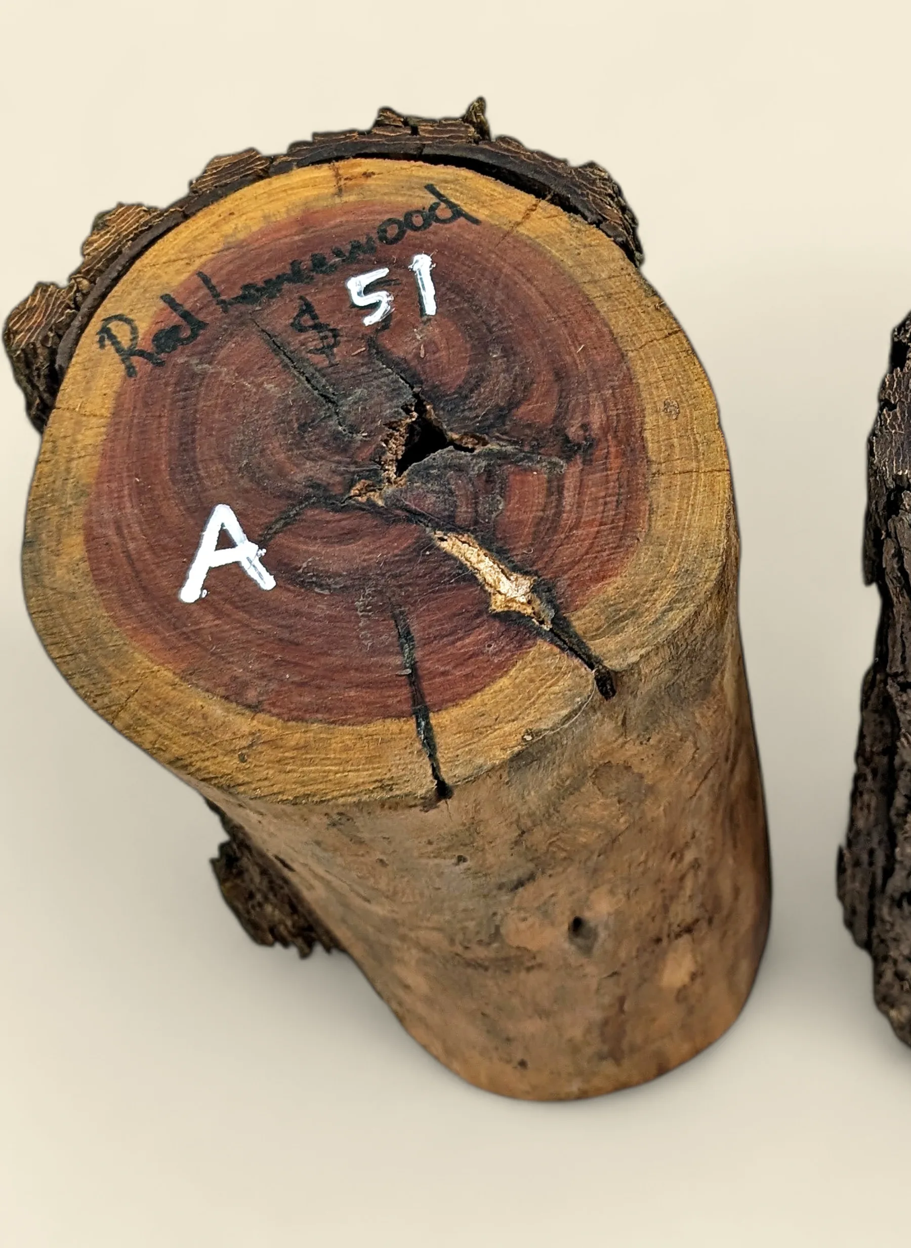 Red Lancewood turning log chalk-marked 51A, natural round with bark, the exact log supplied — Trend Timbers Reserve Selection