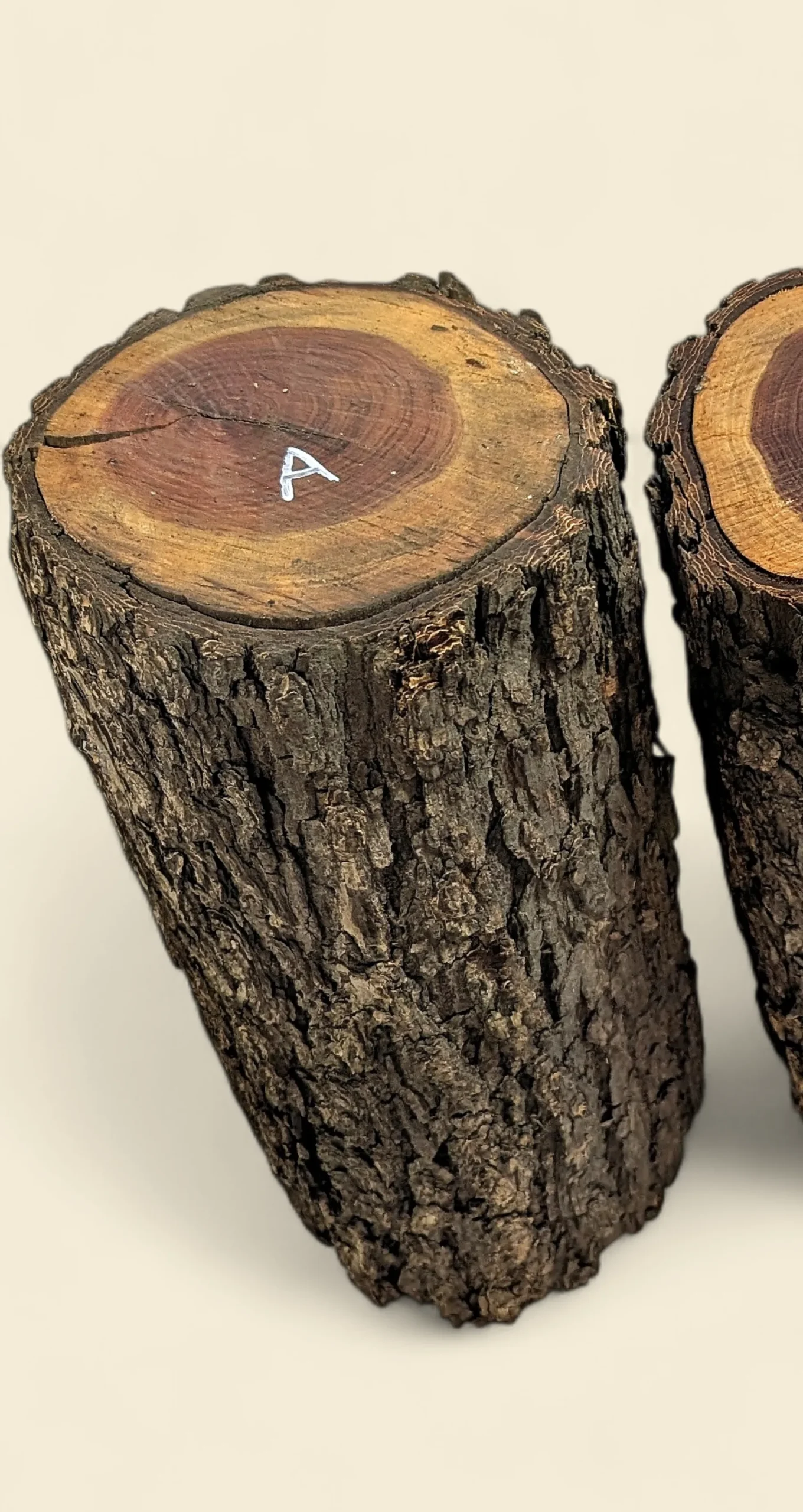 Red Lancewood turning log chalk-marked 57A, natural round with bark, the exact log supplied — Trend Timbers Reserve Selection