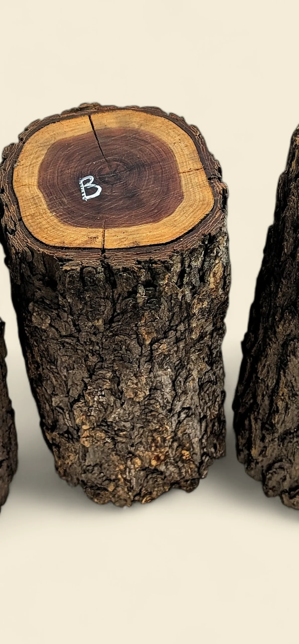Red Lancewood turning log chalk-marked 57B, natural round with bark, the exact log supplied — Trend Timbers Reserve Selection