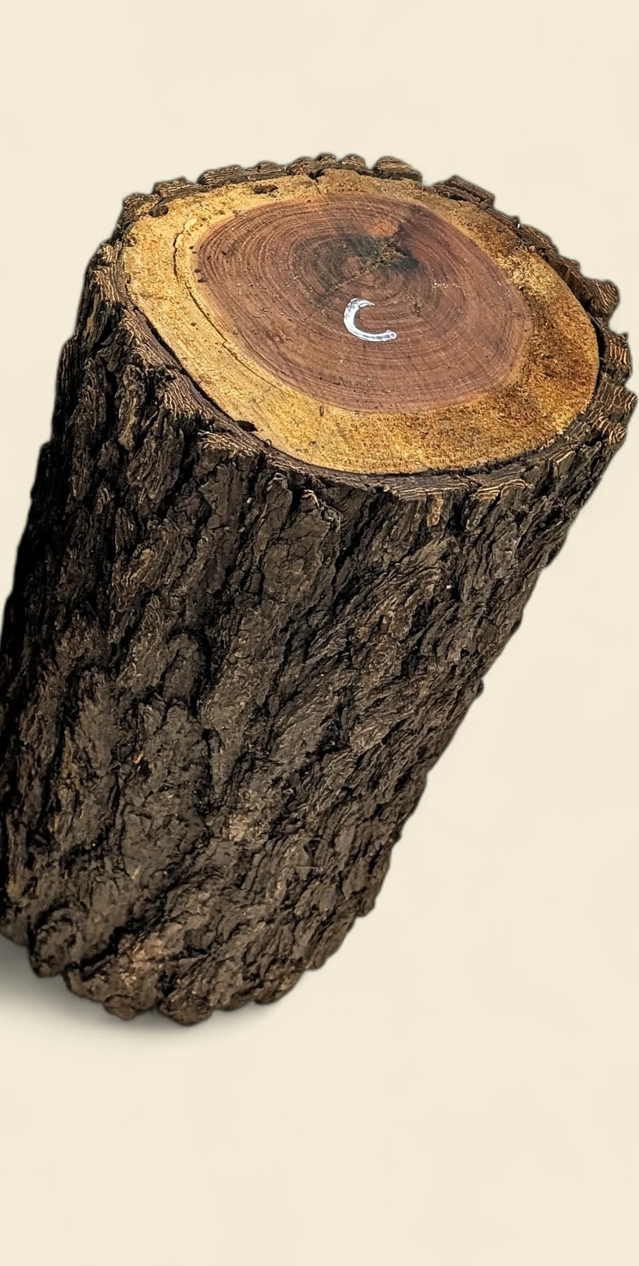 Red Lancewood turning log chalk-marked 57C, natural round with bark, the exact log supplied — Trend Timbers Reserve Selection